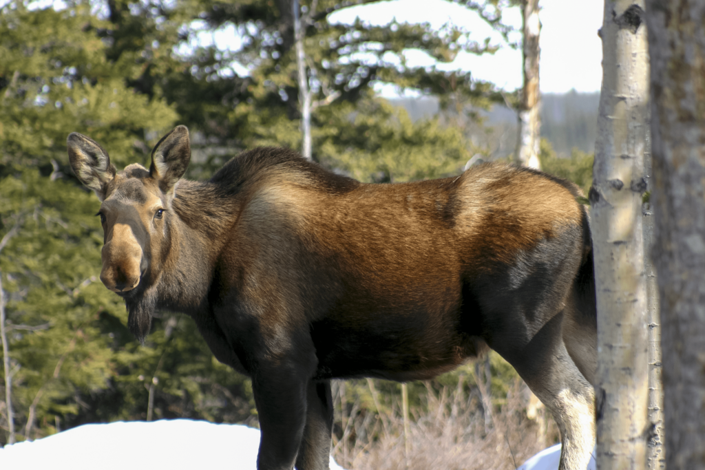 A moose cow in wrangell-st. elias national park