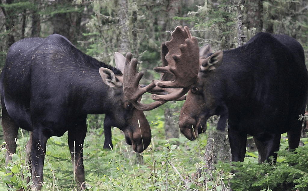 Two Bull Moose at Isle royale National Park Fighting