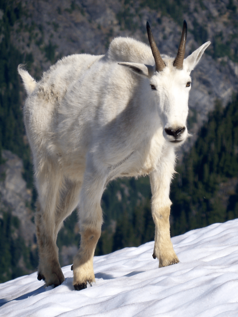 North Cascades National Park Mountaim Goat on snow