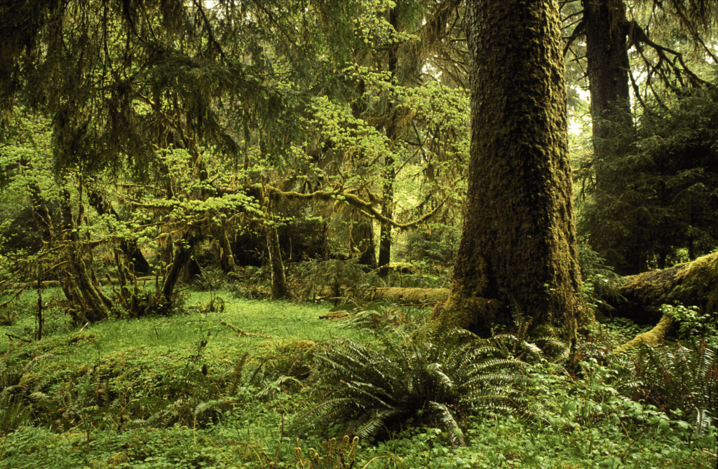 Olympic National Park Forest