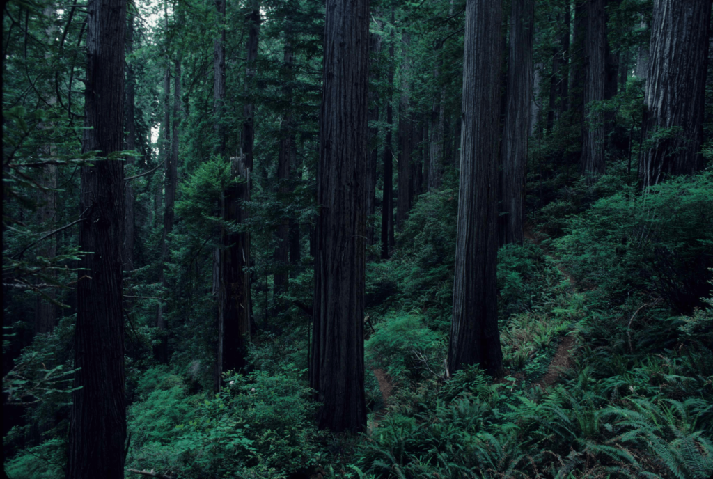 Redwood National Park California Costal Redwoods with a lush forest floor
