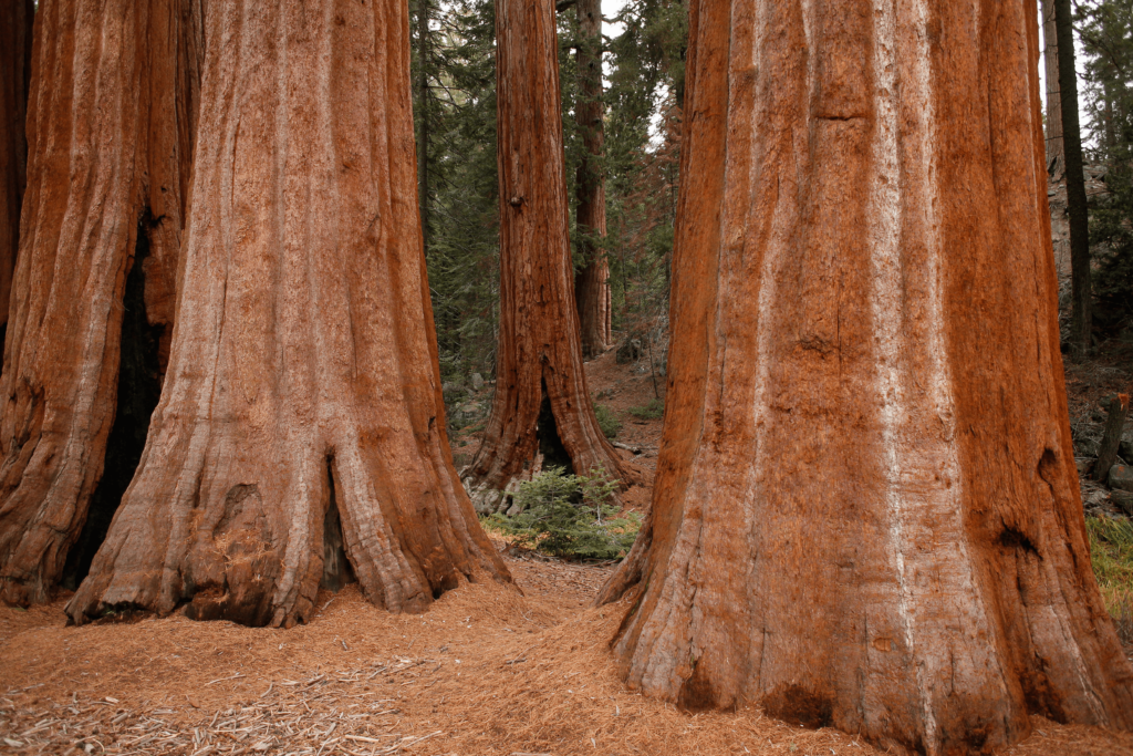 Sequoia National Park California Tree Base