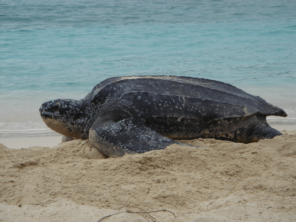 A leatherback turtle on the beach at the US Virgin Islands National Park