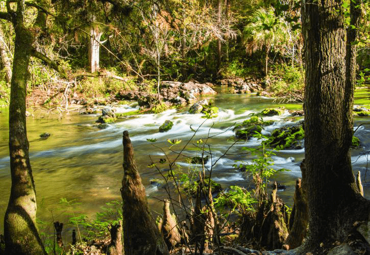 Hillsborough River State Park Information cover photo that depicts the river with trees in the background.
