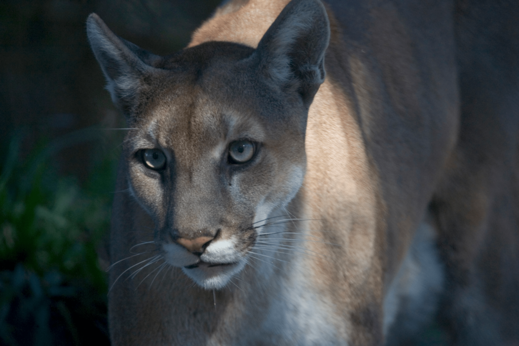 A Florida Panther in Everglades National Park