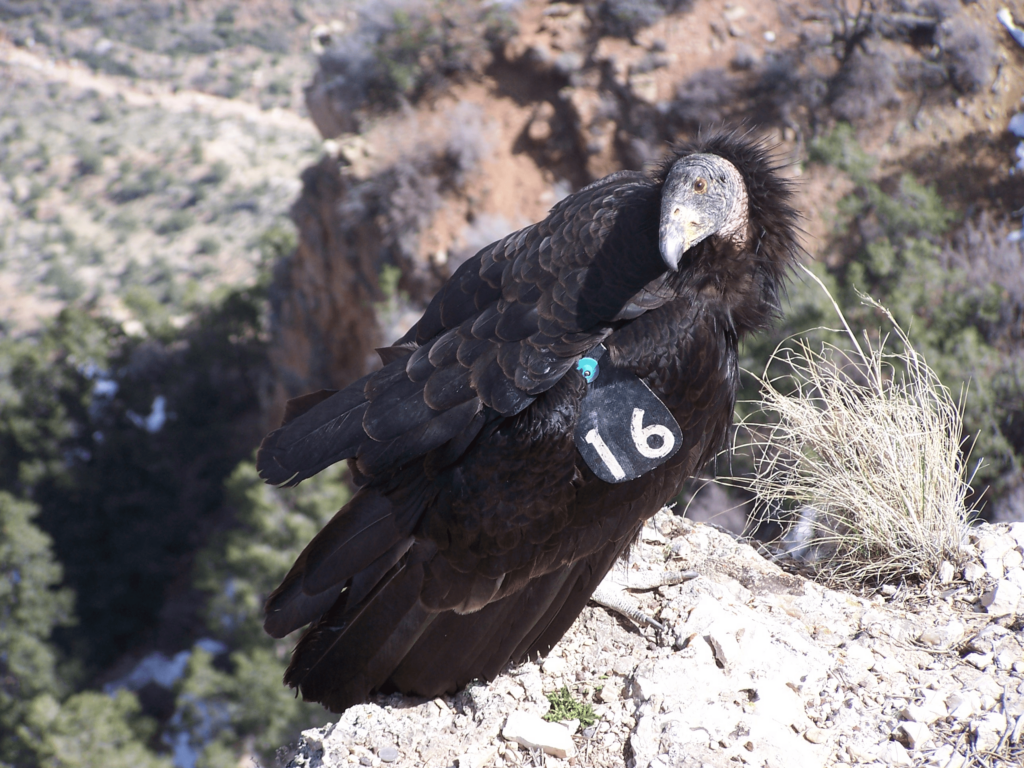 Information on Zion National Park wildlife photo. A large condor.